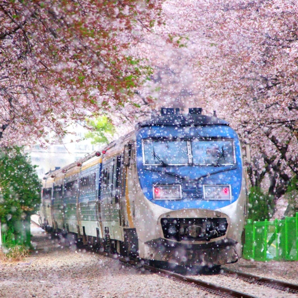 Where To See Cherry Blossoms In Korea 2024: Seoul And Beyond 9 Jinhae Gunhangje Cherry Blossom Festival in Korea