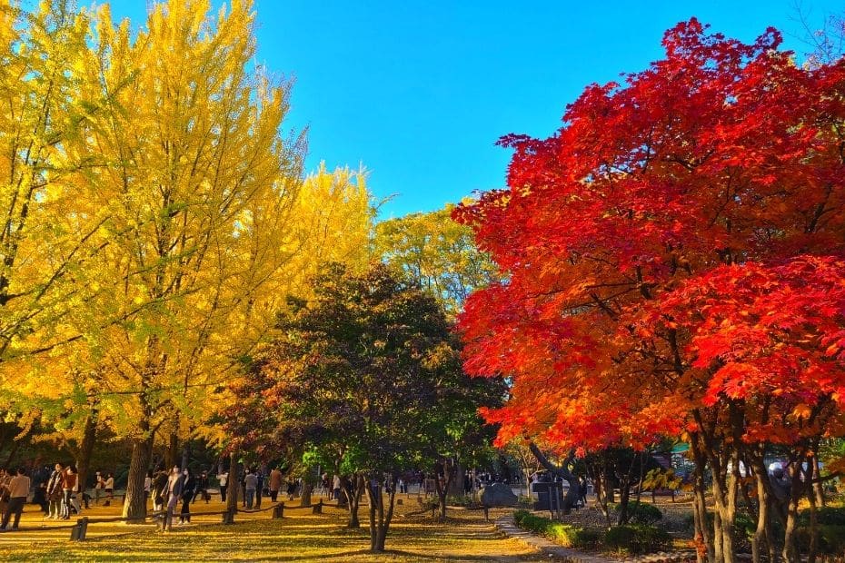 Beautiful Korean Autumn Leaves Pictures: Best Foliage 2024 27 Colourful trees at Nami Island, Korea