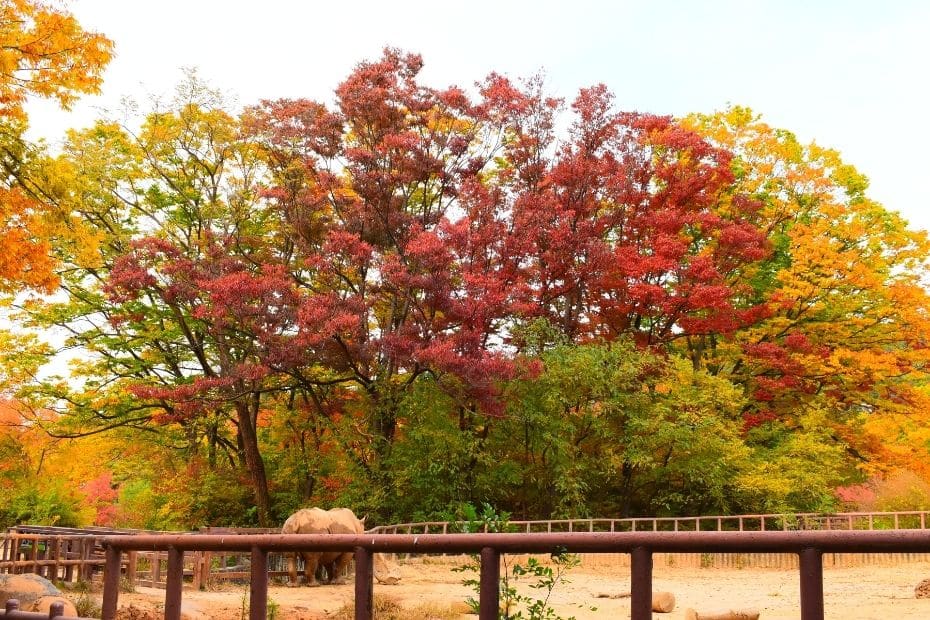 Beautiful Korean Autumn Leaves Pictures: Best Foliage 2024 19 Seoul Zoo at Seoul Grand Park during autumn