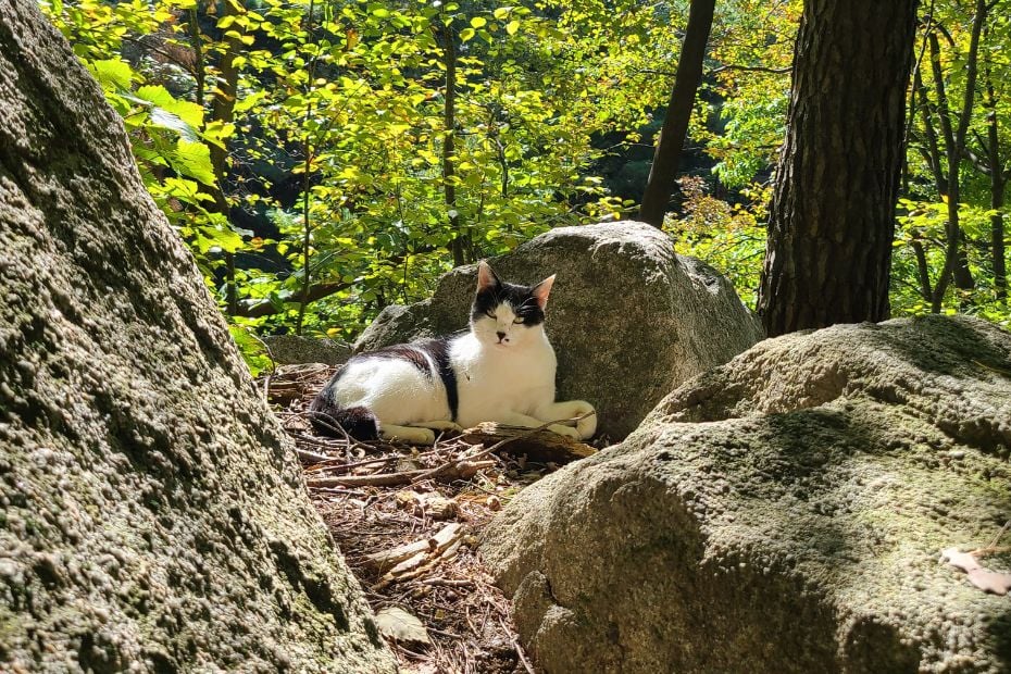 Wild cat in Bukhansan National Park