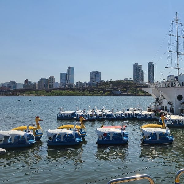 50 Unique Korean Experiences In Korea You'll Definitely Love 10 Swan boats in Seoul at Ttukseom Park