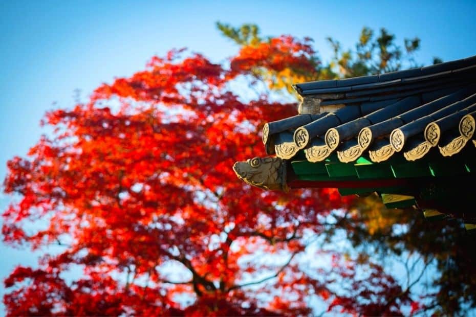 50 Amazing South Korean Culture Facts You'll Love 2024 23 Autumn leaves in Korea